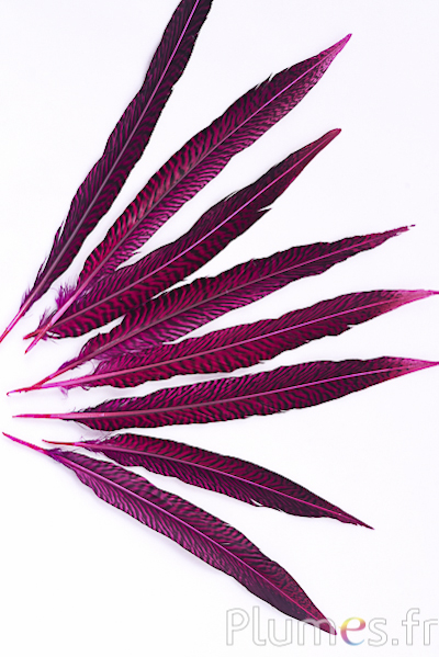 Faisan doré - 20-35 cm - fuchsia